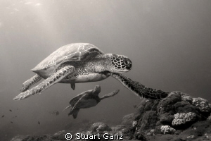Two Hunu (Green sea turtles) taken at the Haleiwa cleanin... by Stuart Ganz 